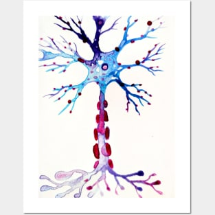 Neuron With Myelin Sheath Posters and Art